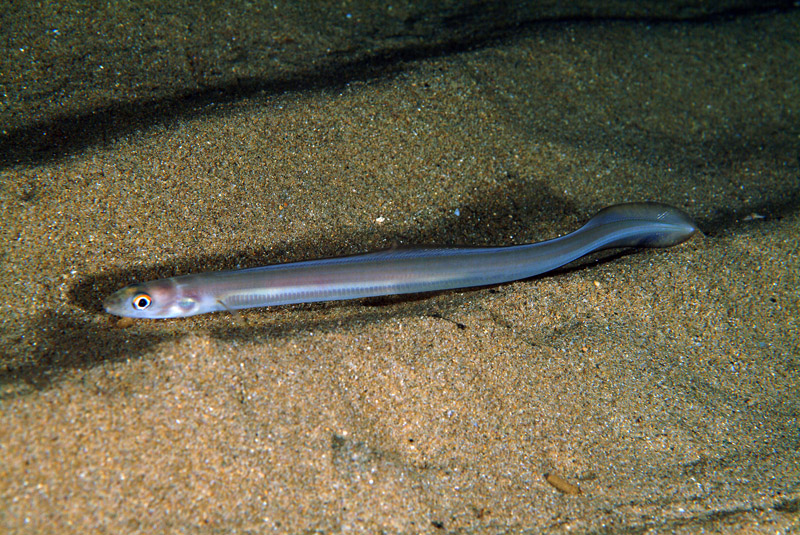 Ophidion barbatum